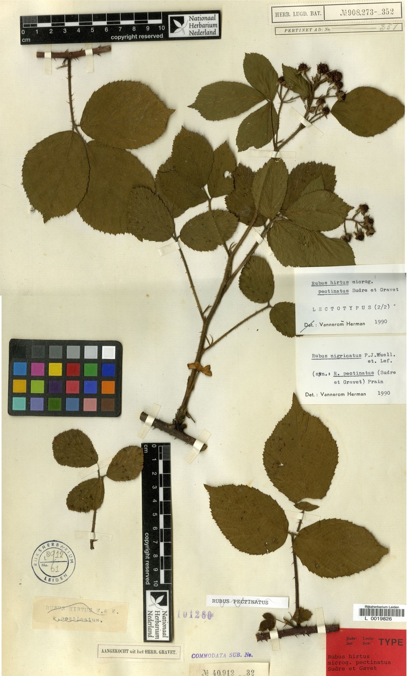 Rubus nigricatus