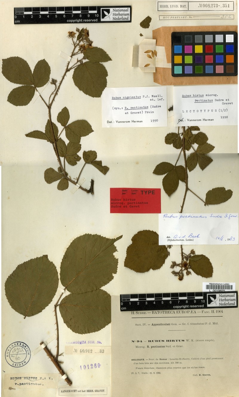 Rubus nigricatus photo 2