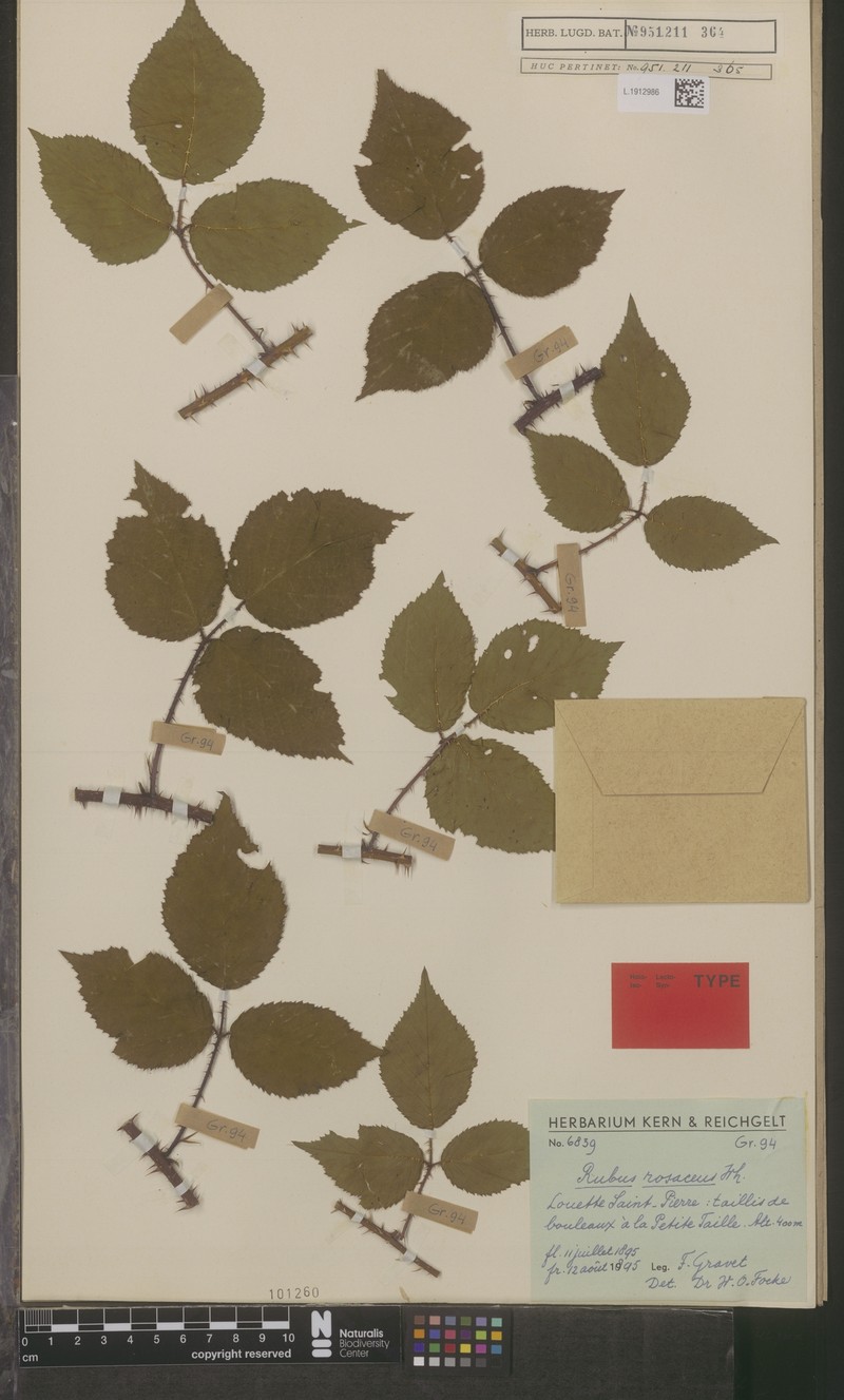 Rubus nigricatus photo 3