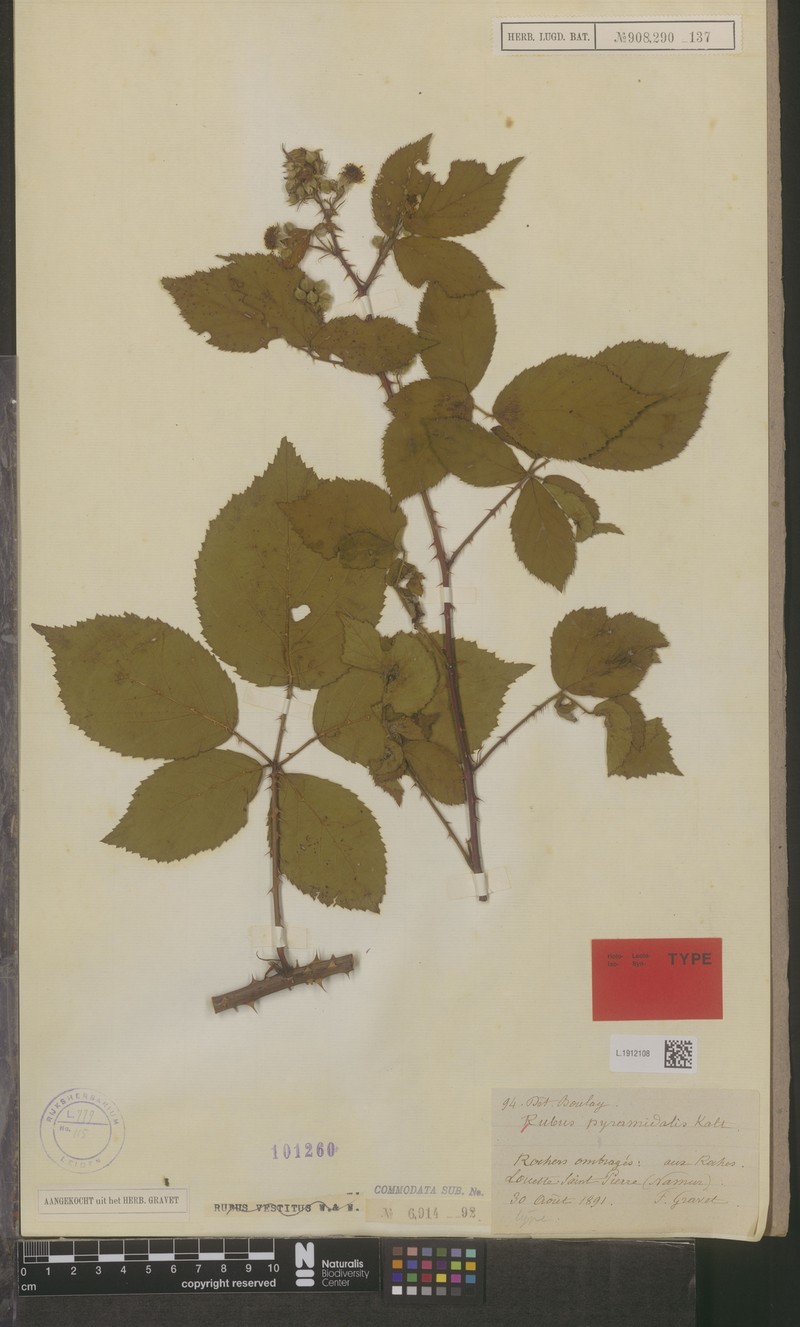 Rubus nigricatus photo 4