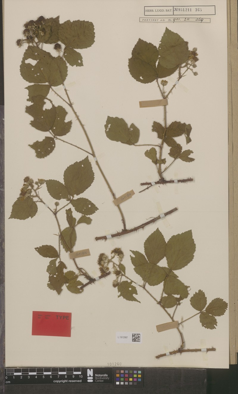 Rubus nigricatus photo 5