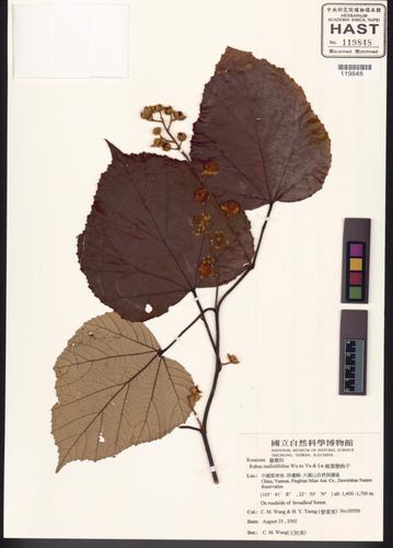 Rubus nigricaulis