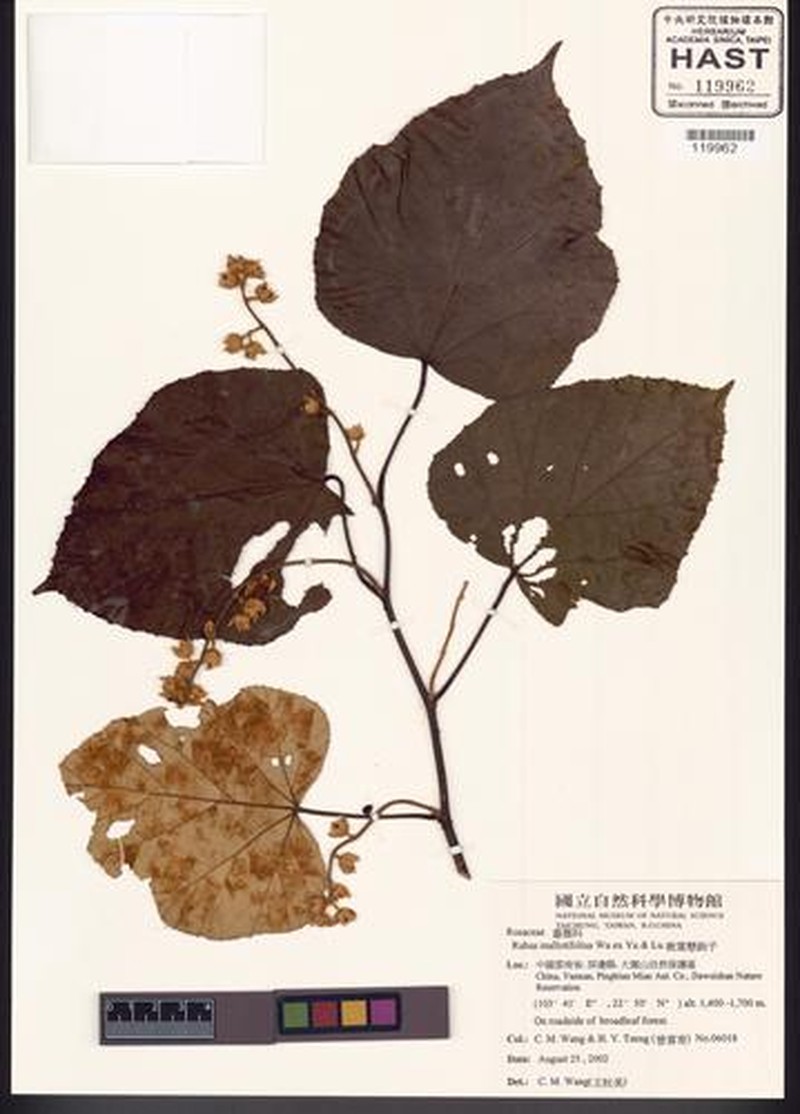 Rubus nigricaulis photo 2