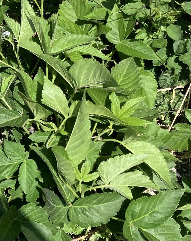 Rubus nishimuranus
