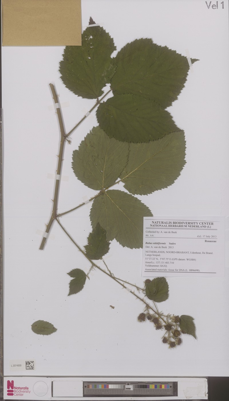Rubus nitidiformis