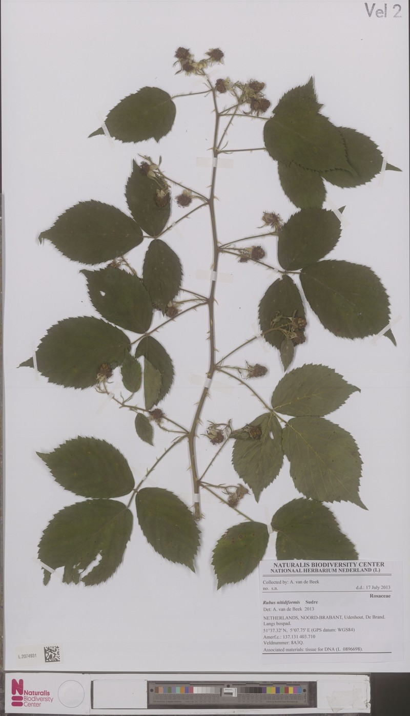 Rubus nitidiformis photo 2