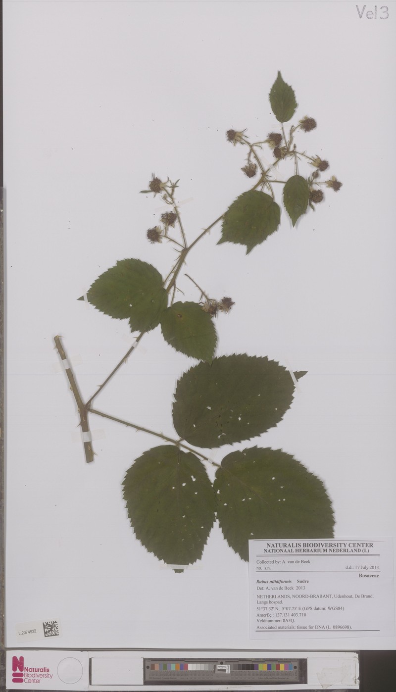 Rubus nitidiformis photo 3