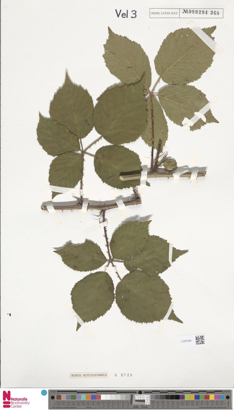 Rubus nitidiformis photo 4