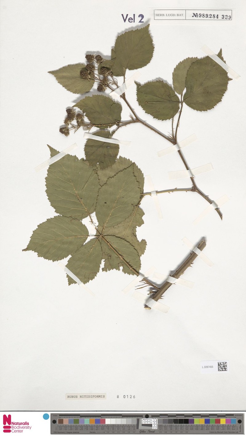 Rubus nitidiformis photo 5