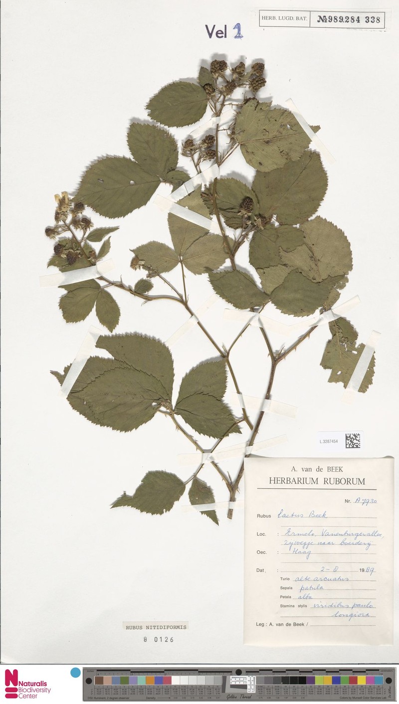 Rubus nitidiformis photo 6