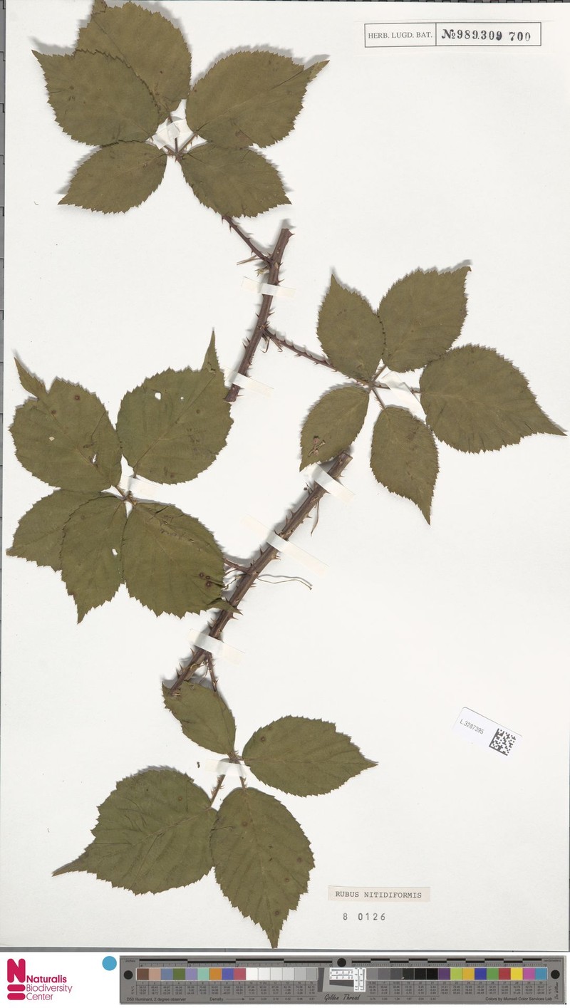 Rubus nitidiformis photo 7