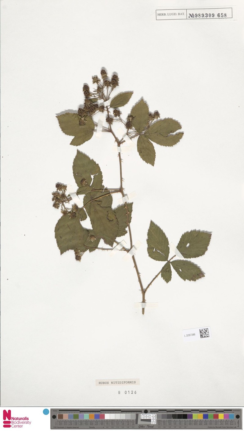 Rubus nitidiformis photo 8