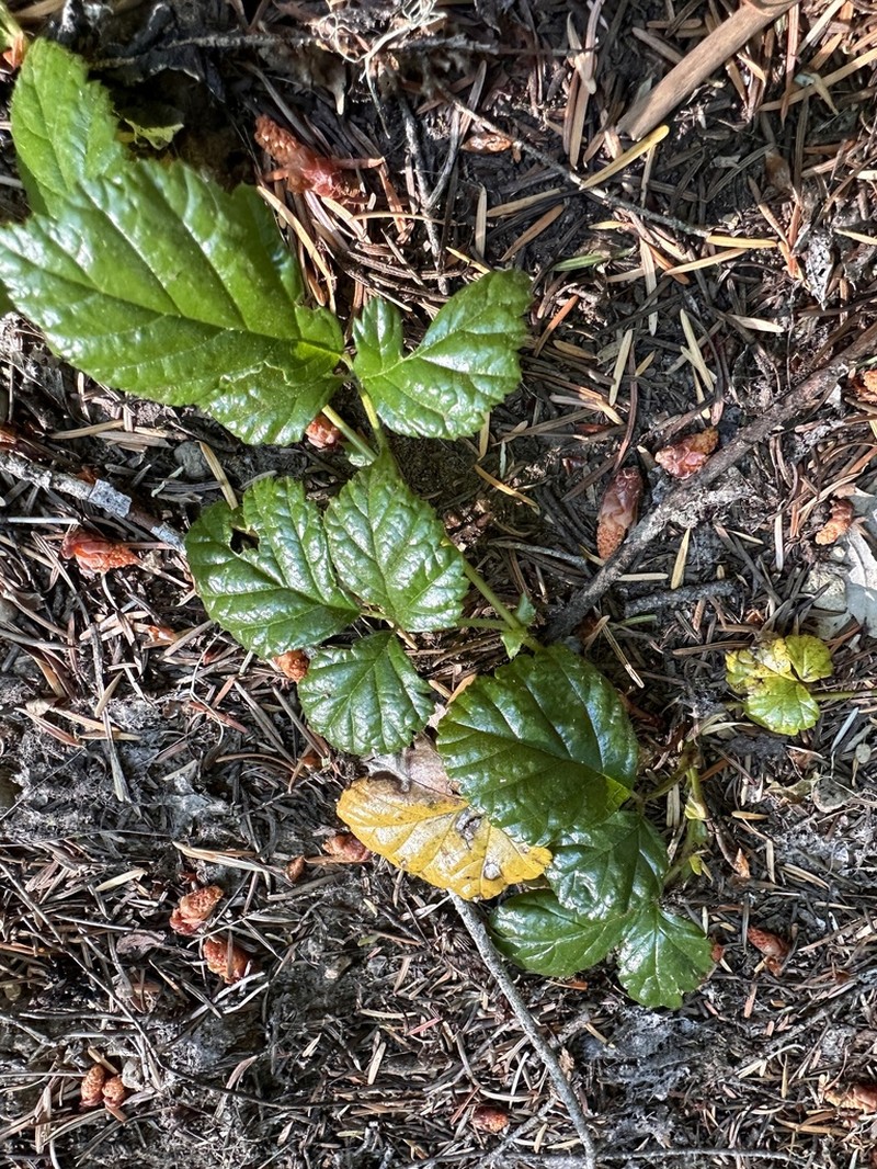 Snow Raspberry photo 3