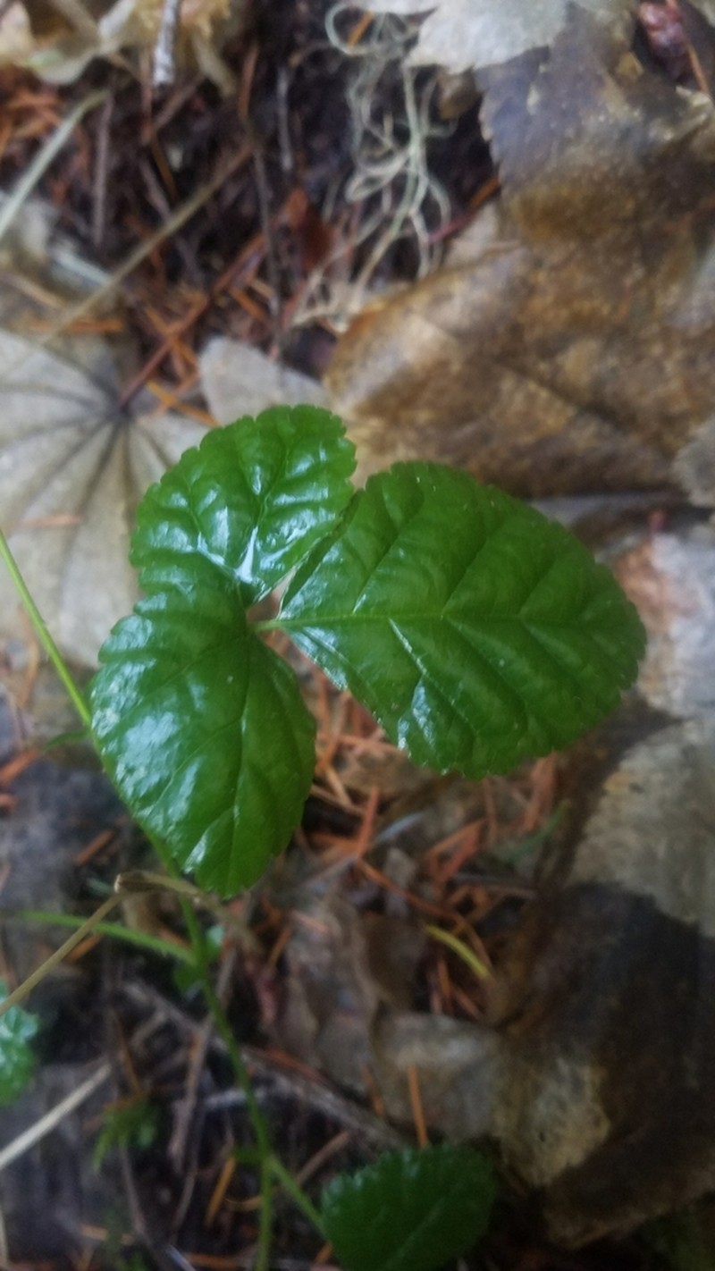 Snow Raspberry photo 5