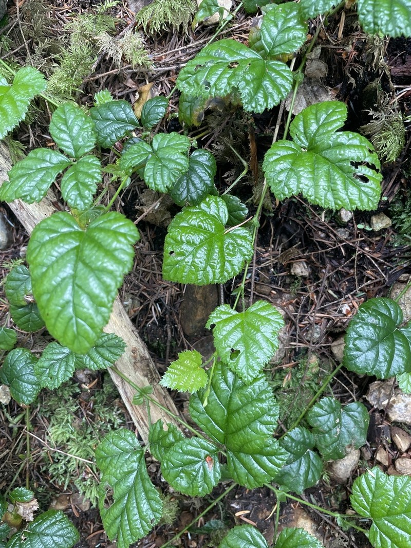Snow Raspberry photo 6