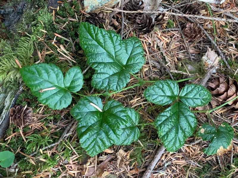 Snow Raspberry photo 7