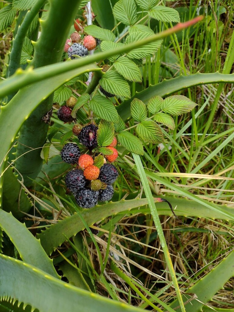Snowpeaks Raspberry photo 5