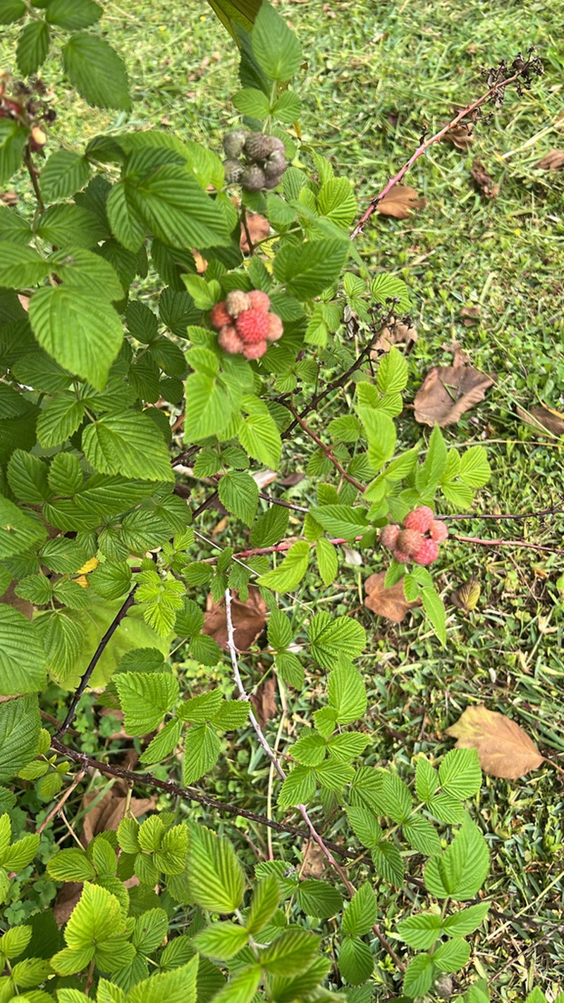 Snowpeaks Raspberry photo 7