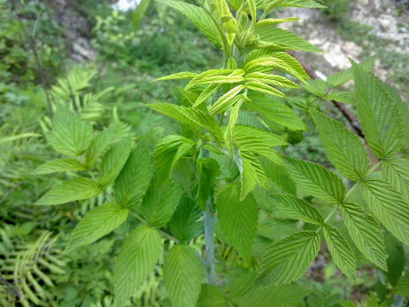 Snowpeaks Raspberry photo 4