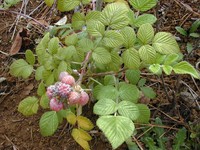 Snowpeaks Raspberry
