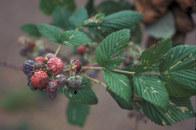 Snowpeaks Raspberry photo 3