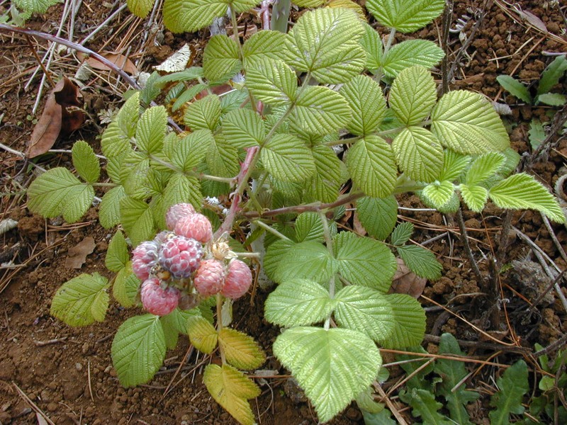 Snowpeaks Raspberry