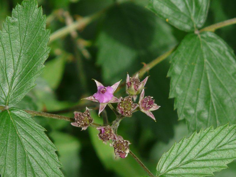 Snowpeaks Raspberry photo 7