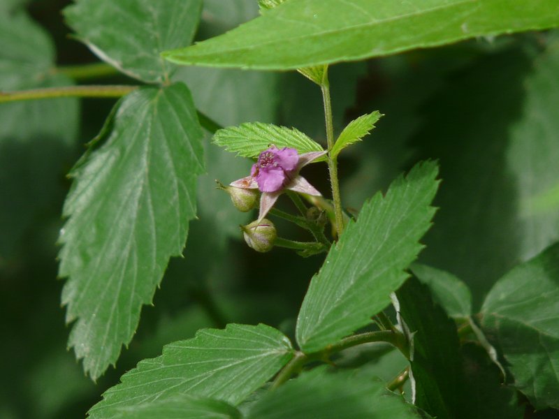 Snowpeaks Raspberry photo 8