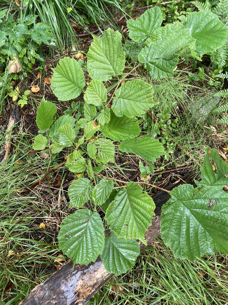 Rubus nordicus