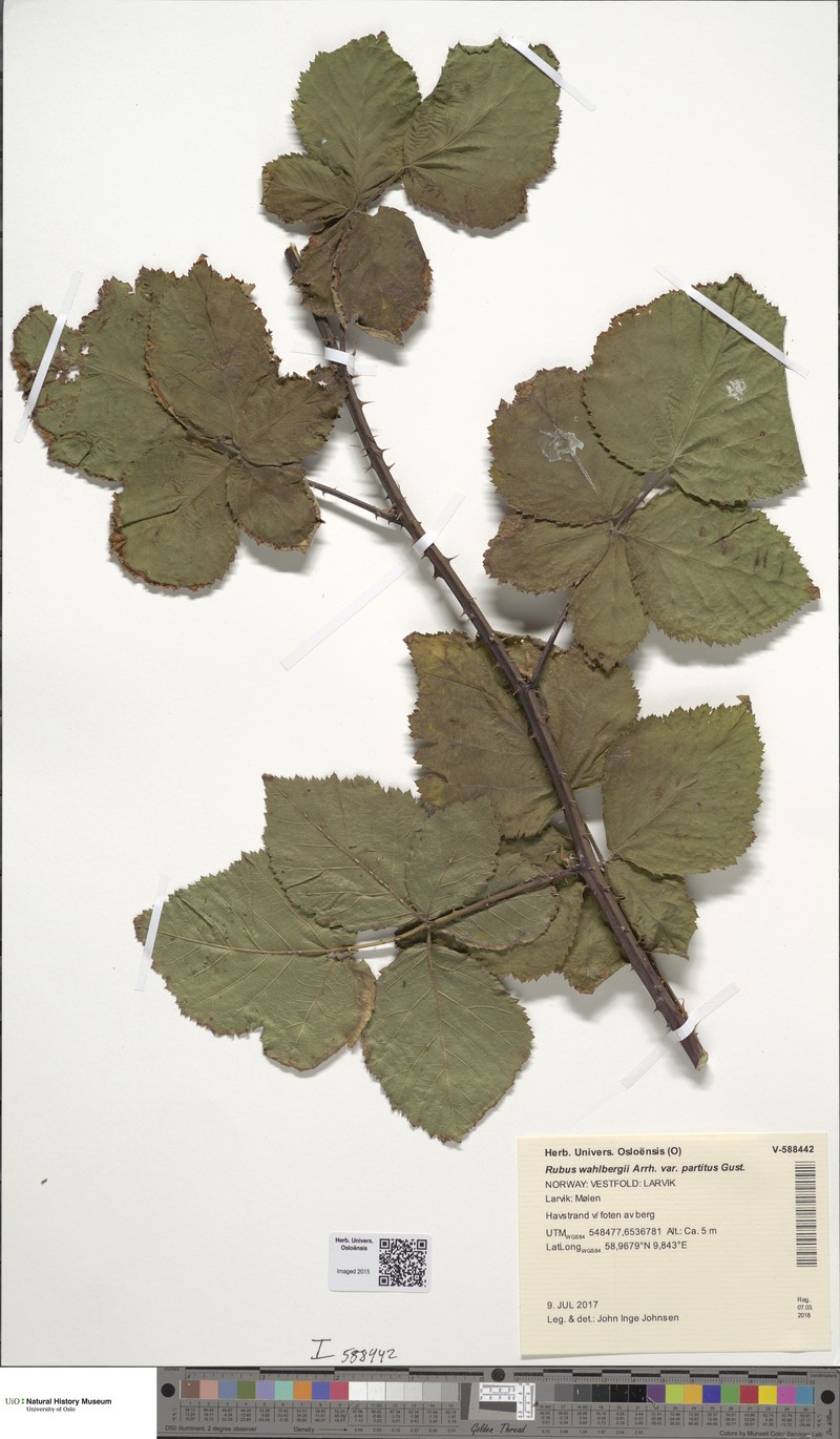 Rubus nordicus photo 2