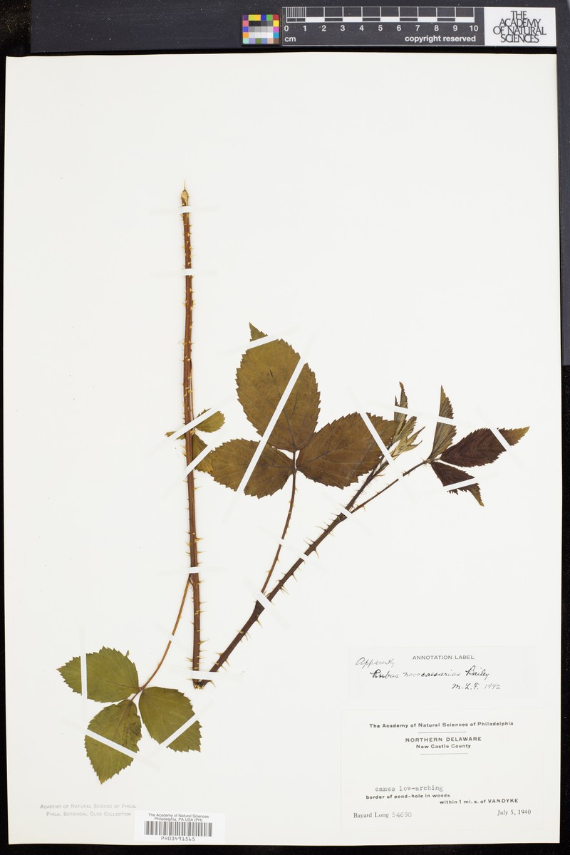 Tuckahoe Dewberry
