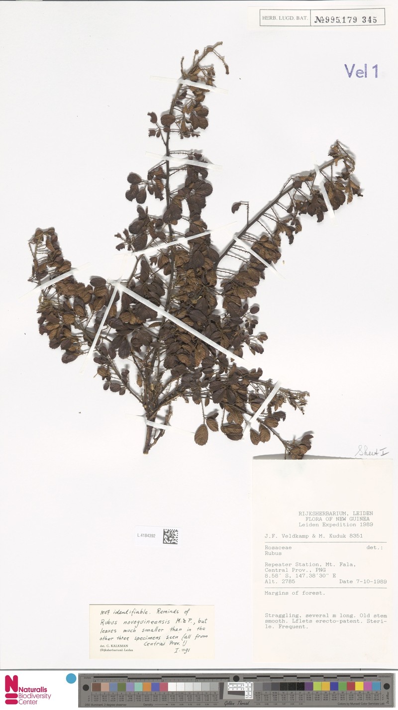 Rubus novoguineensis