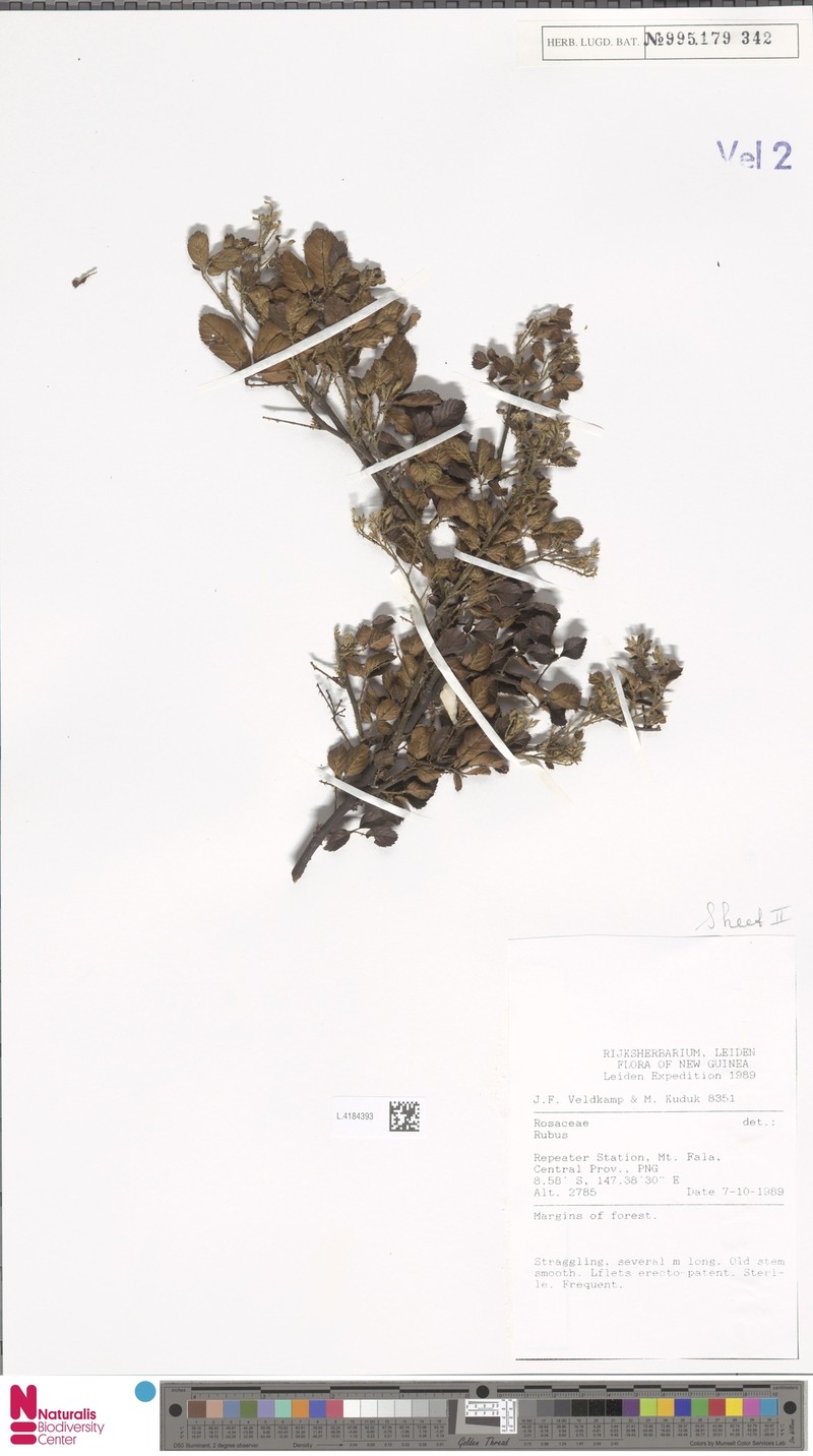 Rubus novoguineensis photo 2