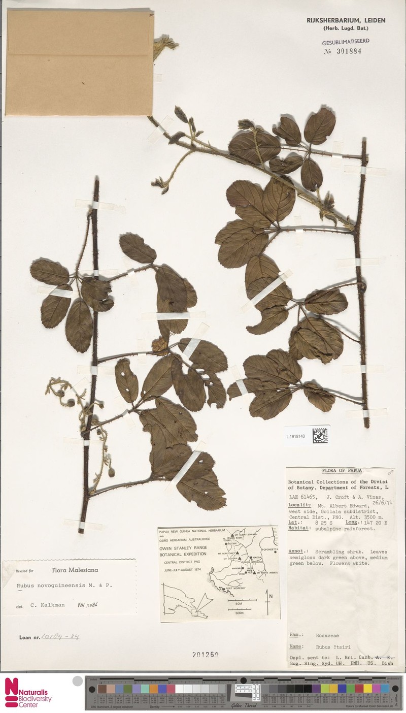 Rubus novoguineensis photo 3