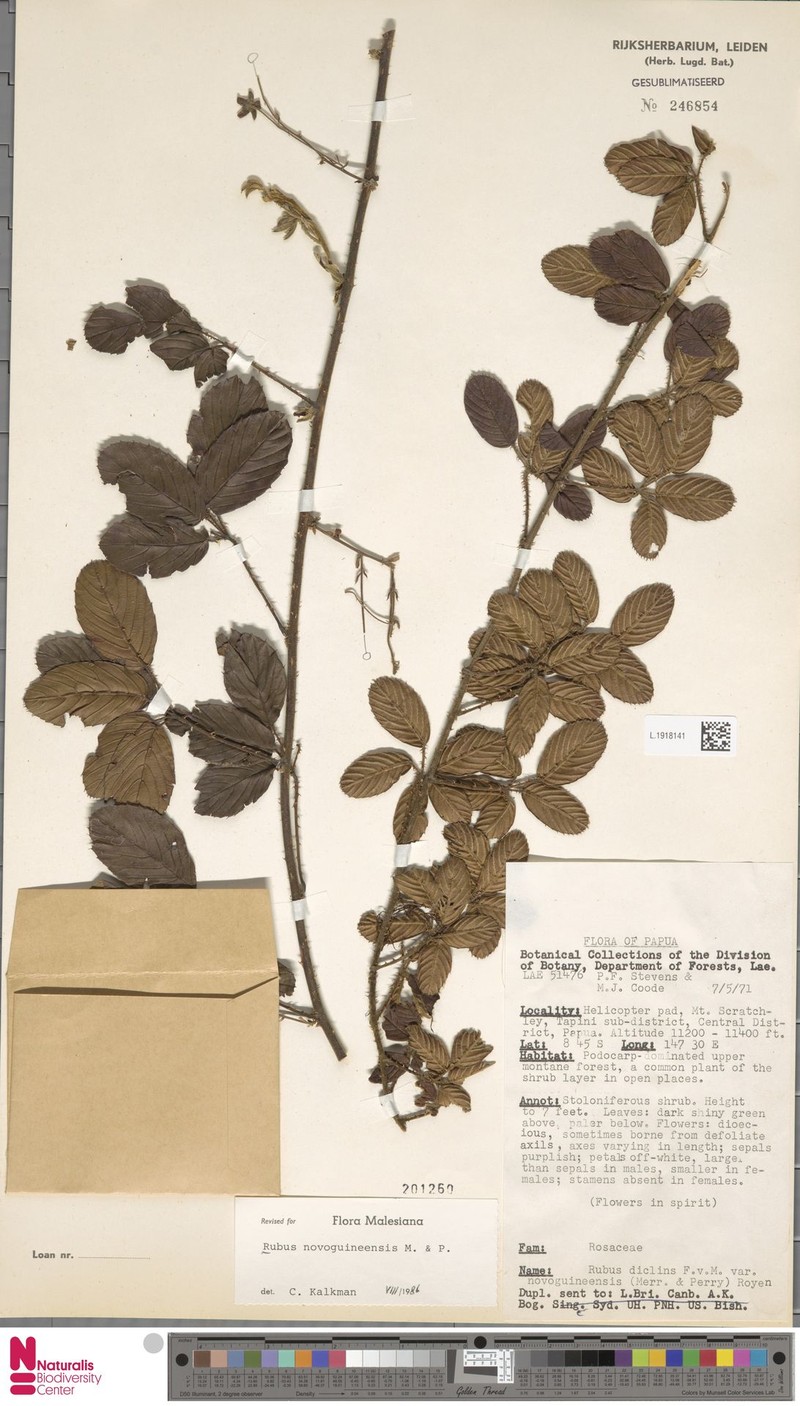 Rubus novoguineensis photo 4
