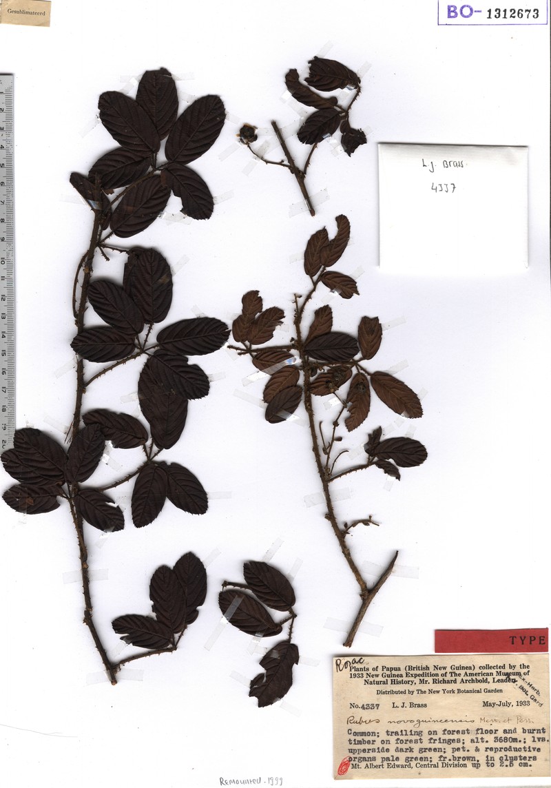 Rubus novoguineensis photo 5
