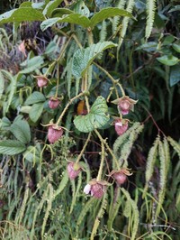 Rubus nubigenus