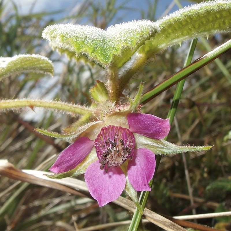 Rubus nubigenus photo 2
