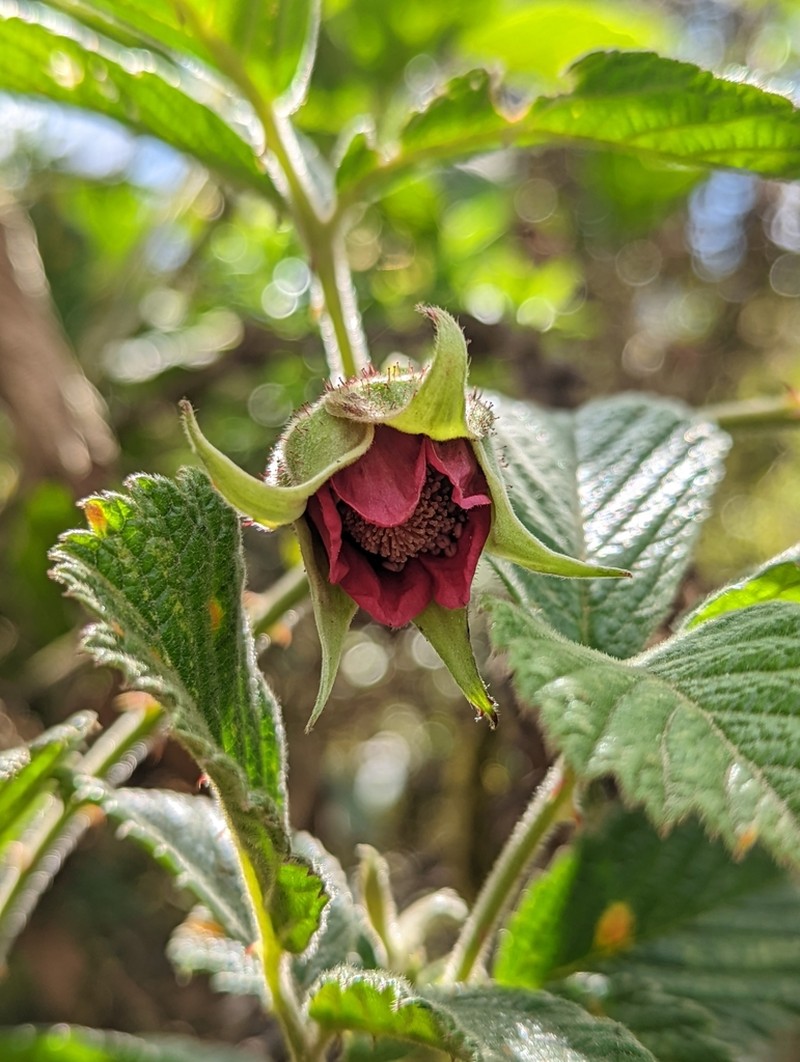 Rubus nubigenus photo 3
