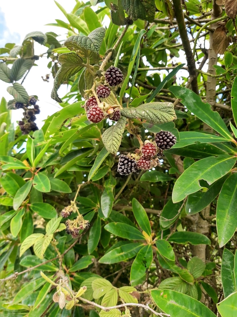 Rubus nubigenus photo 4