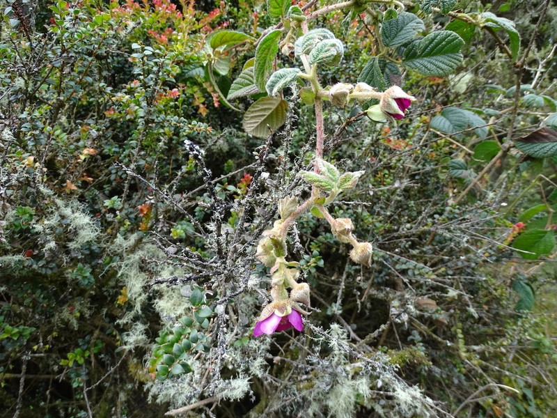 Rubus nubigenus photo 5
