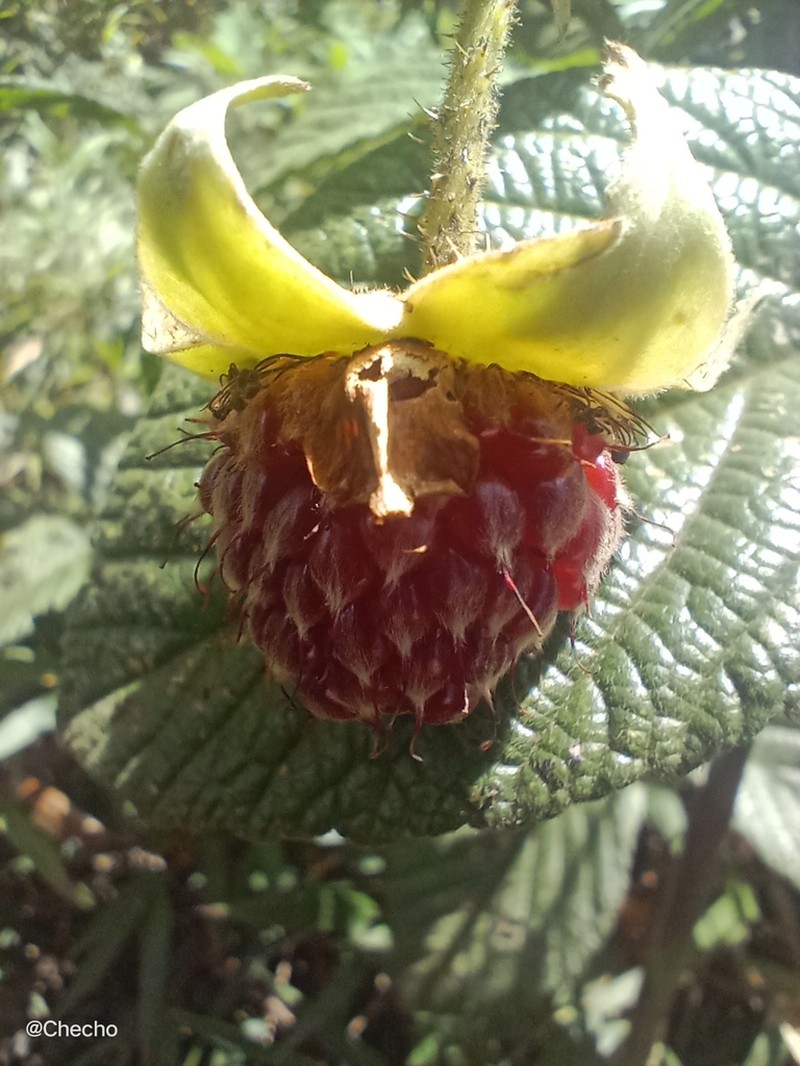 Rubus nubigenus photo 6