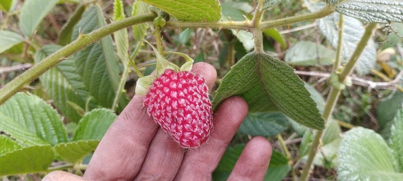 Rubus nubigenus photo 7