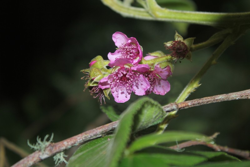 Rubus nubigenus photo 8