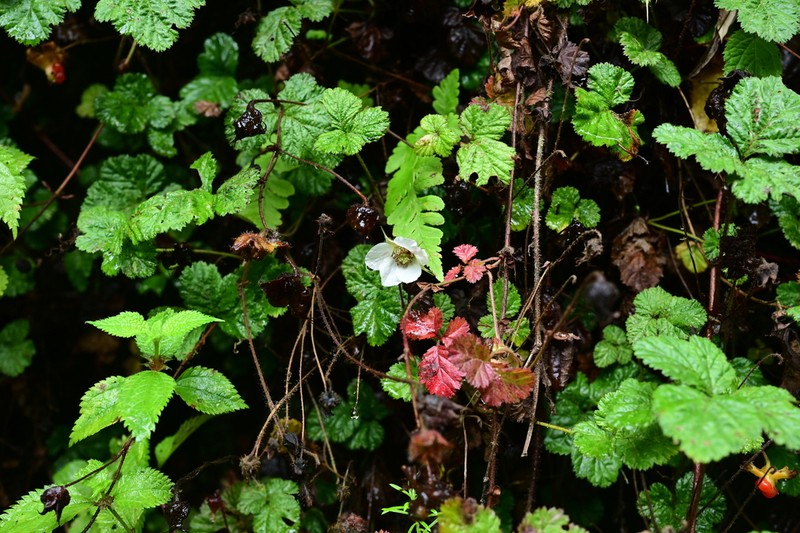 Rubus nyalamensis
