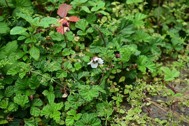 Rubus nyalamensis photo 2