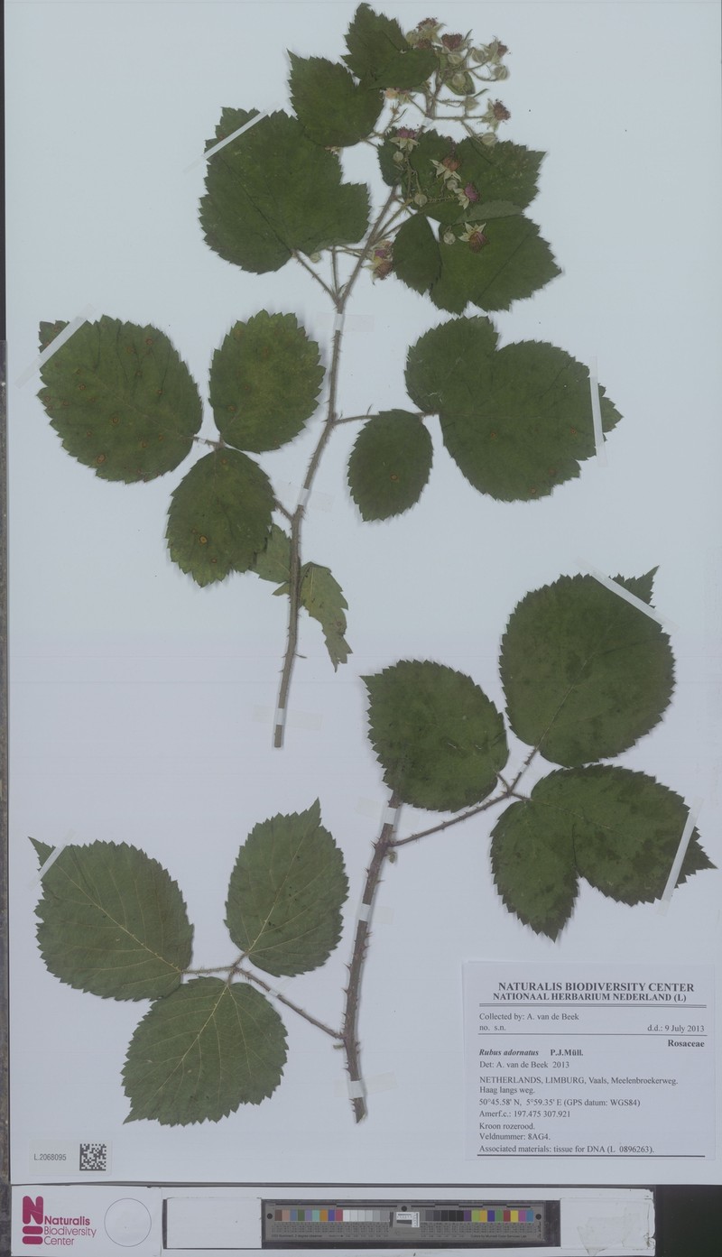 Rubus oblongifolius