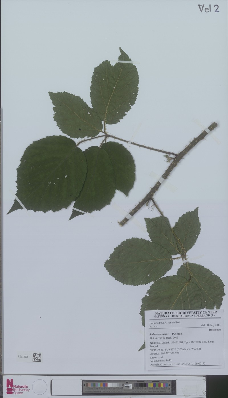 Rubus oblongifolius photo 2
