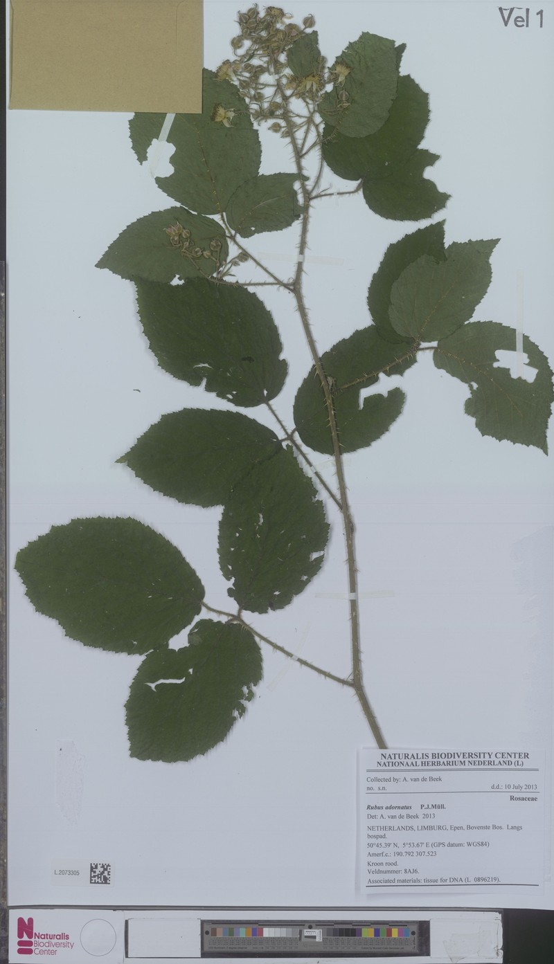 Rubus oblongifolius photo 3