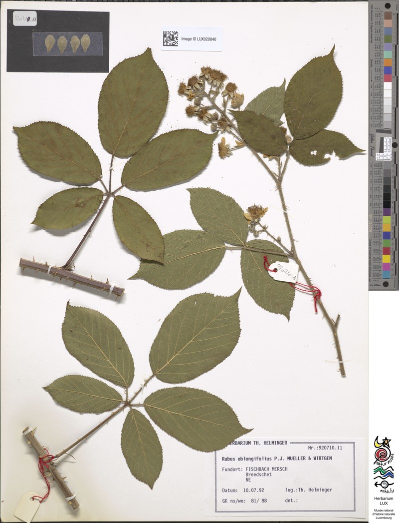Rubus oblongifolius photo 4